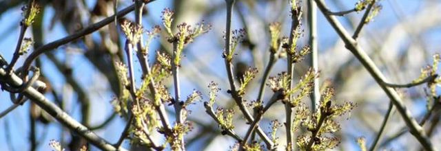 Fraxinus excelsior  -  frêne élevé