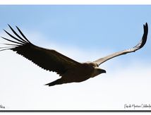 Vautour fauve