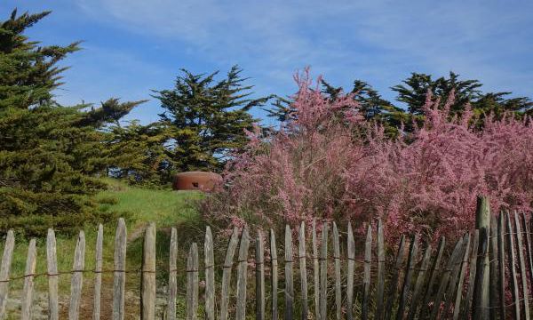Le temps du tamaris à Pen Bron (La Turballe)