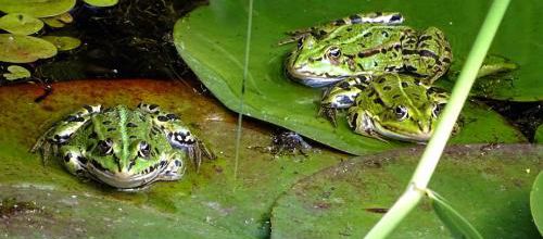 Laissons coasser les grenouilles