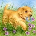 Innocent Puppies (8)