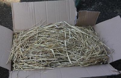 Plantations pour jardin sec