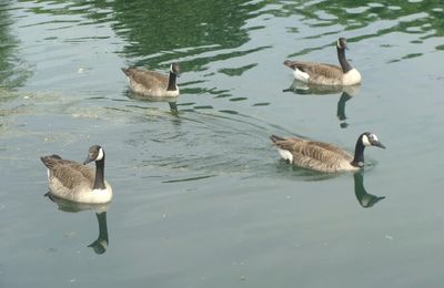 Les oies bernaches de Sainte Colombe sur Seine..
