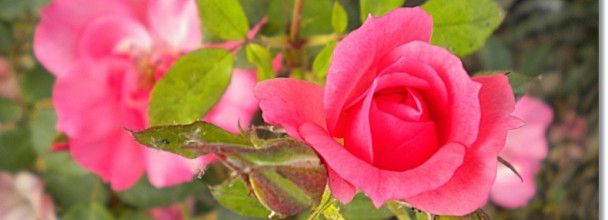 Des roses autour du lac Daumesnil