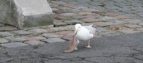 Mouettes