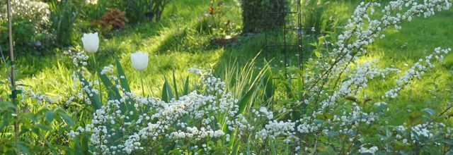 Spiraea prunifolia plena