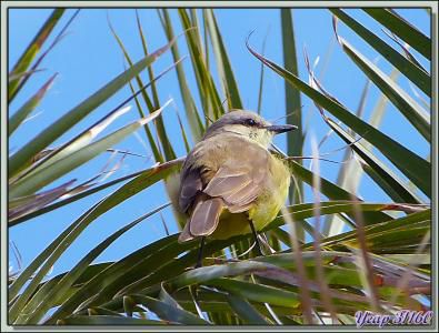 Tyran de Wied (Myiarchus tyrannulus) ??? - Montevideo - Uruguay