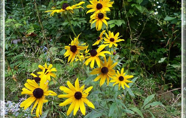 Rudbeckie tardive ou hérissée, Marguerite jaune, Black-eye Susan (Rudbeckia hirta var. pulcherrima) - Petit Lac Preston - Duhamel - Outaouais - Québec - Canada