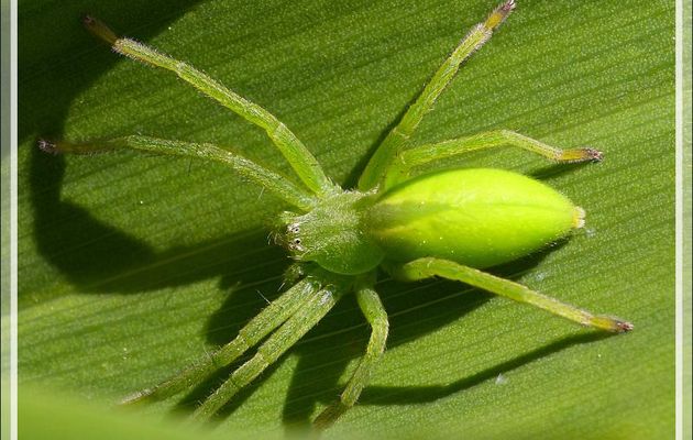 Araignée verte ou Micrommate verte femelle (Micrommata virescens) - Lartigau - Milhas - 31