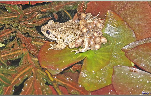 Alyte accoucheur, crapaud accoucheur, cuque dans le Midi [son chant : cuq cuq cuq] (Alytes obstetricans) - Lartigau - Milhas - 31