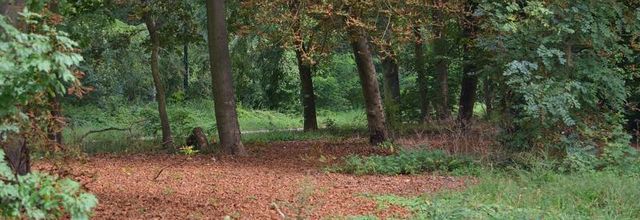 La photo du weekend : Les arbres