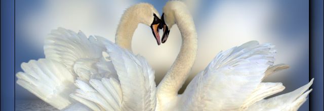 Tube couple de cygnes