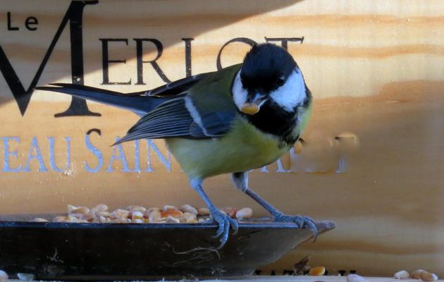 Mésange et ...