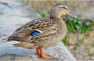 Canard Colvert (2) - Anas platyrhynchos