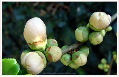 Cognassier du japon du jardin - 2012