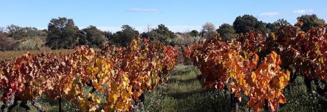 Dans les vignes...