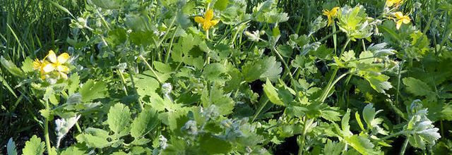 Chelidonium majus - chélidoine