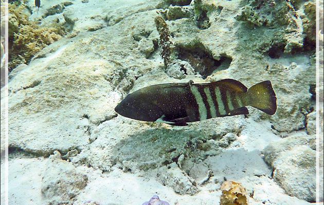 Mérou paon ou Mérou céleste ou Vieille cuisinière, Peacock hind or Peacock grouper (Cephalopholis argus) - Jardin de corail - Motu Tautau - Taha'a - Polynésie française