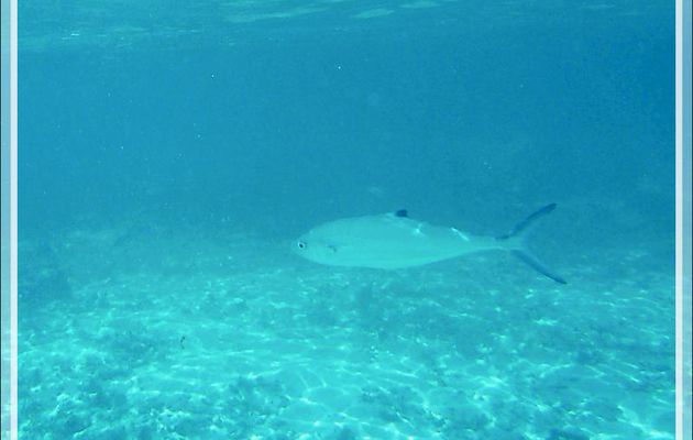 Sauteur sabre, Carangue leurre, Pompre, Doublespotted queenfish, Leatherback jack (Scomberoides lysancarangue) - Moofushi - Atoll d'Ari - Maldives