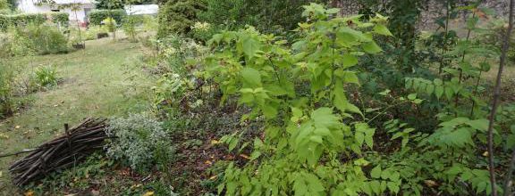 Leycesteria formosa 'Golden Lanterns' (arbre aux faisans doré)
