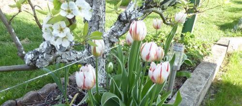 Le printemps 
