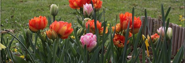 Les tulipes du jardin