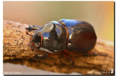 Oryctes nasicornis ♂ (Rhinocéros major)