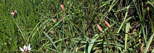 Tulipa clusiana  -  tulipe de l'Ecluse