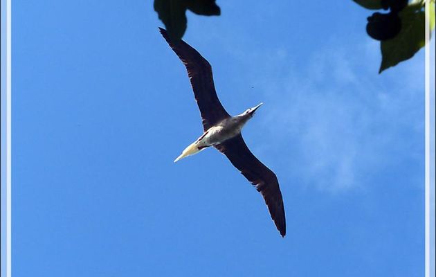 Fou à pieds rouges, Red-footed Booby (Sula sula) - Ile aux oiseaux - Vers la passe sud Tumakohua (Tetamanu) - Atoll de Fakarava - Tuamotu - Polynésie française