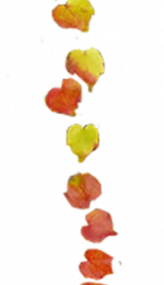 Chronique des jours d'automne - chronicle of the autumnal days