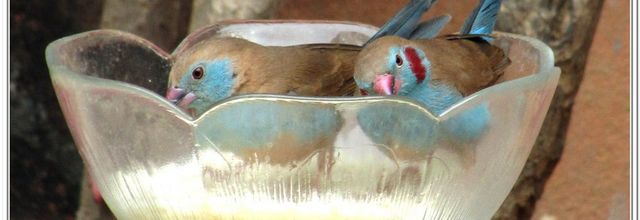 MES  PETITS   OISEAUX  DU SENEGAL 2017
