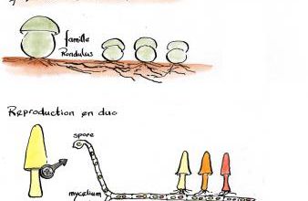 champistion en quégnon
