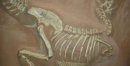 Tarbosaurus, famille des tyrannosauridae