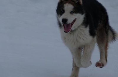 Pollux