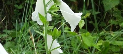 Des fleurs, des petites bêtes et le chat