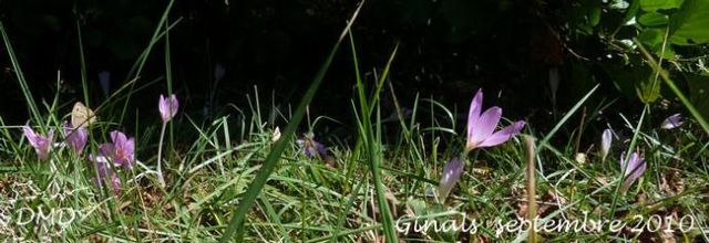 Colchicum autumnale - Colchicum multiflorum - colchique d'automne