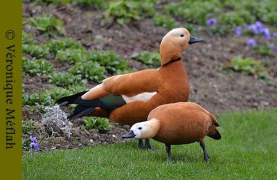 Le Tadorne Casarca au Parc Floral de Paris