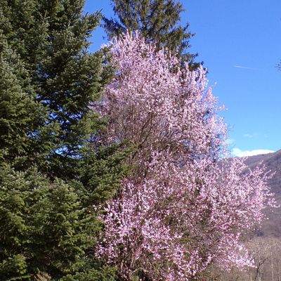 C'est le printemps !!!  