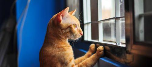 Choses à faire pour amuser votre chat