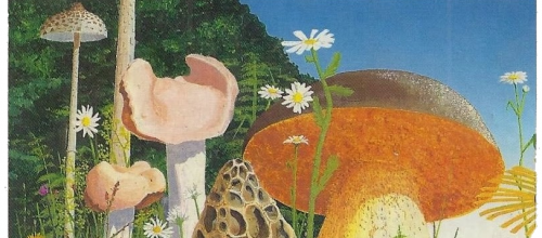Reconnaître 30 champignons comestibles