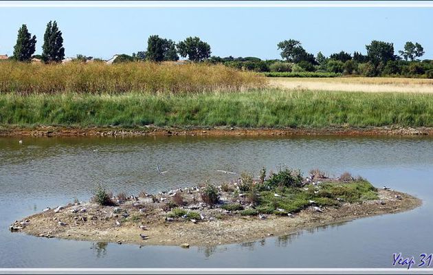 L'îlot aux Sternes pierregarins ou Hirondelles de mer ou Estorlets (Sterna hirundo) - La Couarde-sur-Mer - Île de Ré - 17