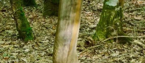 Le tronc d'arbre (A & A et Cie n° 76)