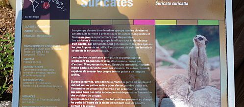 Les suricates du zoo d'Amiens