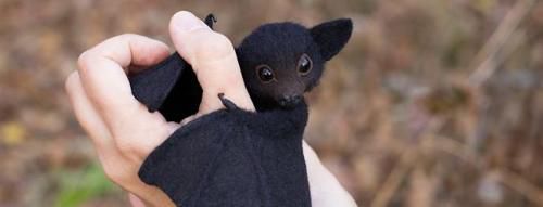 Les adorables animaux en peluche d'Anna