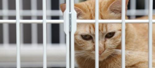 Record d'abandons  de chats et de chiens cet été
