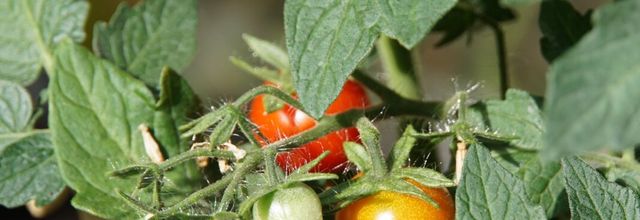 les tomates de mon jardin