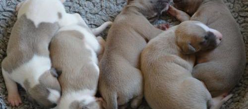 Sieste groupée
