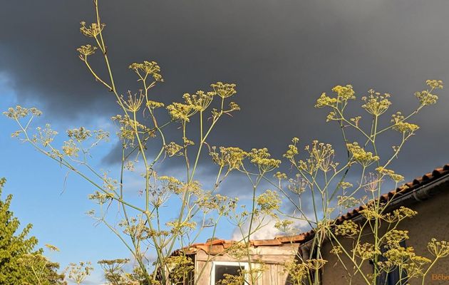 un oiseau dans le jardin 