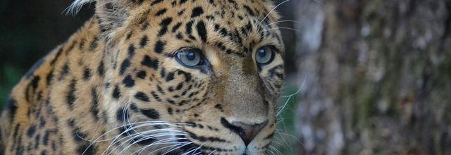 La Ménagerie, le zoo du jardin des Plantes : Leïla et Tao, Panthères de Chine