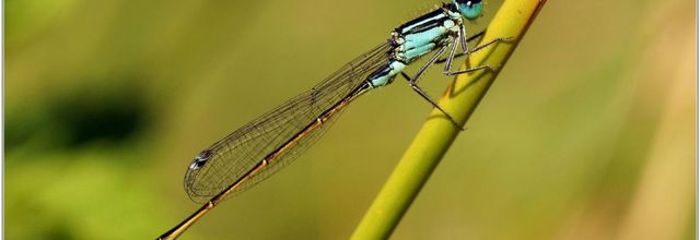 Agrion Elégant (1) - Ischnura elegans